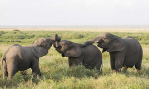 Read more about the article 3 Days Nairobi Airport  Amboseli National Park