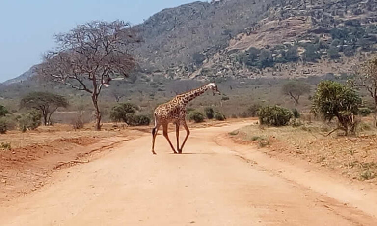 5 Days Amboseli,Tsavo West and Tsavo East