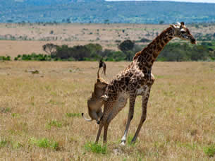 5-days-Aberdares- Mara- Nakuru