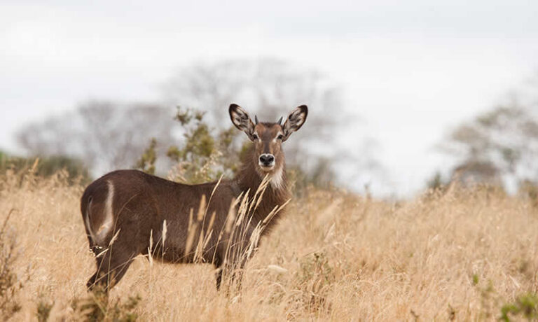 6 Amboseli, L