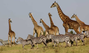 Read more about the article 7 Days (6 Nights): Masai Mara, Lake Nakuru, Amboseli, Tsavo East and west