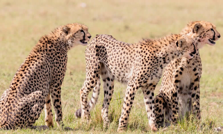 9 Days Amboseli, Lake Nakuru, Lake Bogoria, Masai Mara and Lake Naivasha Safari