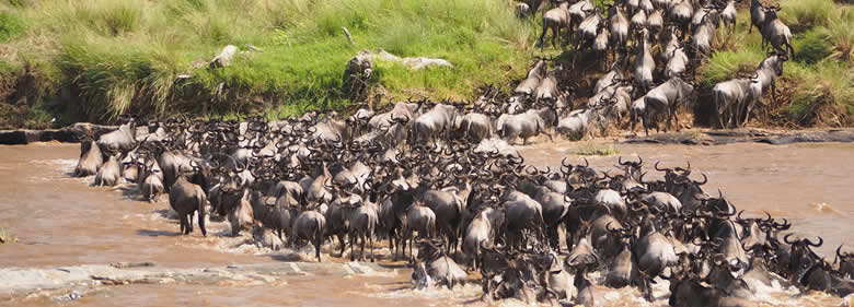 You are currently viewing Maasai Mara National Reserve