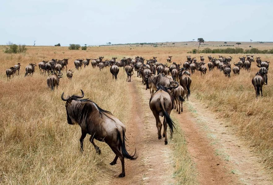 5 Days Safari- Aberdares, Masai Mara, Lake Nakuru