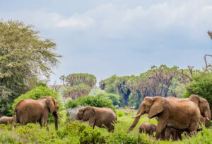 Read more about the article 6 Days Safari Samburu, Lake Nakuru, Masai Mara