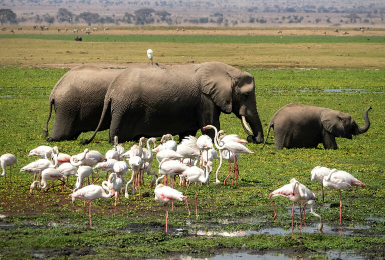 Nairobi Safari